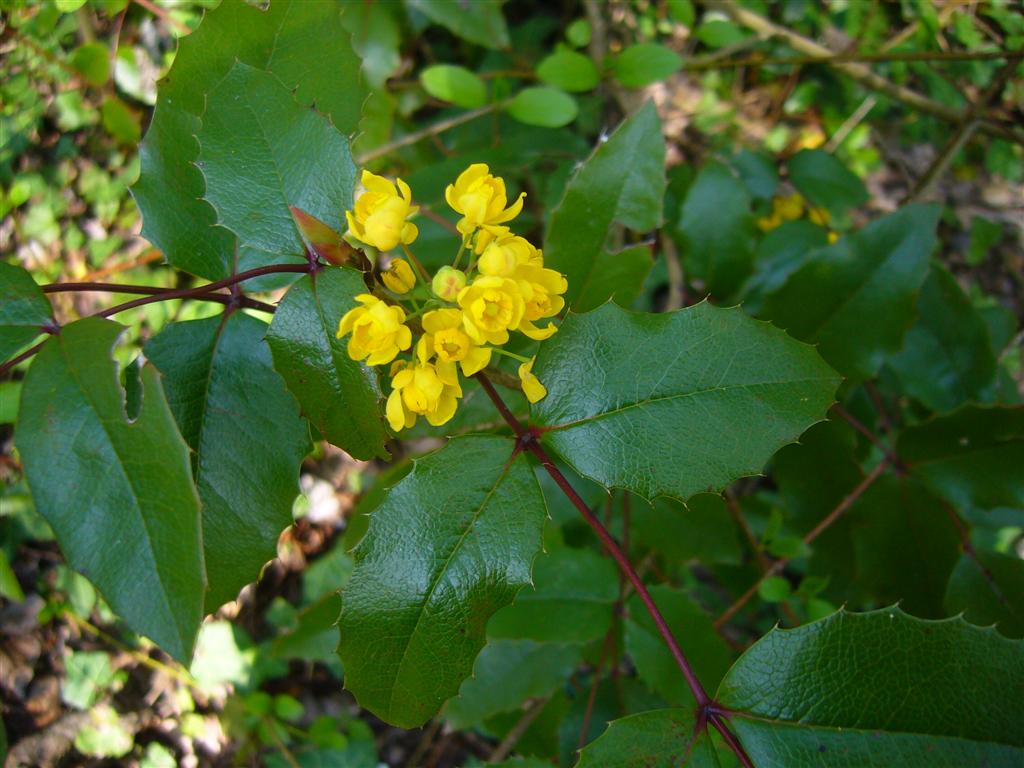 Mahonia aquifolium / Maonia